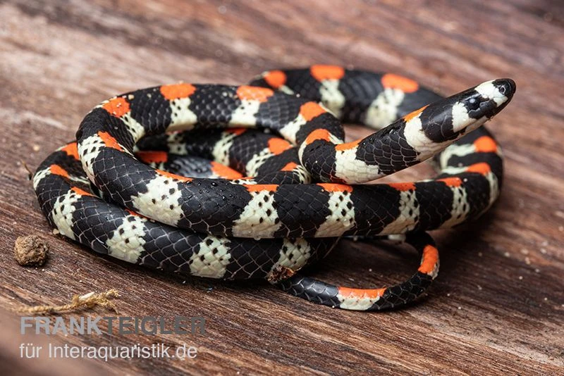 Schwarzgebänderte Wühltrugnatter, Scolecophis Atrocinctus 1 Schwarzgebänderte Wühltrugnatter, Scolecophis Atrocinctus