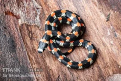 Schwarzgebänderte Wühltrugnatter, Scolecophis Atrocinctus 5 Schwarzgebänderte Wühltrugnatter, Scolecophis Atrocinctus -Geschäft Für Heimtierbedarf Schwarzgebaenderte Wuehltrugnatter Scolecophis atrocinctus 3