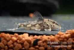 Schabracken-Panzerwels, Scleromystax Barbatus -Geschäft Für Heimtierbedarf Scleromystax barbatus 8