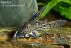 Schabracken-Panzerwels, Scleromystax Barbatus