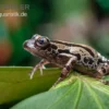 Senegal-Rennfrosch, Kassina Senegalensis
