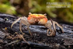 Smaragdkrabbe, Metasesarma Spec. "Green Emerald" (Emerald Crab) -Geschäft Für Heimtierbedarf Smaragdkrabbe Metasesarma spec Green Emerald 6 jpg