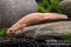Spanischer Albino-Rippenmolch, Pleurodeles Waltl Albino -Geschäft Für Heimtierbedarf Spanischer Albino Rippenmolch Pleurodeles waltl albino 3