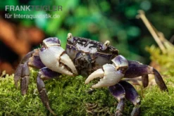 Spider Crab Sp. Blue, Neosarmatium Rotundifrons 10 Spider Crab Sp. Blue, Neosarmatium Rotundifrons -Geschäft Für Heimtierbedarf Spider Crab Blue 13