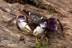 Geschäft Für Heimtierbedarf -Geschäft Für Heimtierbedarf Spider Crab Blue 2