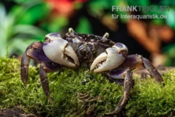 Spider Crab Sp. Blue, Neosarmatium Rotundifrons 9 Spider Crab Sp. Blue, Neosarmatium Rotundifrons -Geschäft Für Heimtierbedarf Spider Crab Blue 9