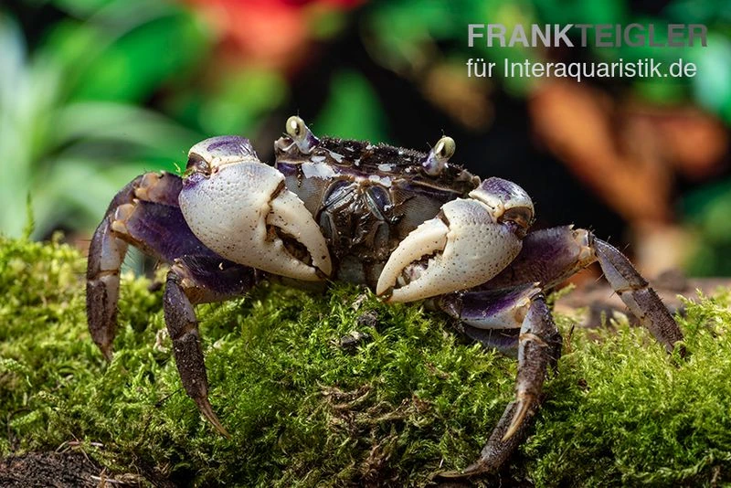 Spider Crab Sp. Blue, Neosarmatium Rotundifrons 4 Spider Crab Sp. Blue, Neosarmatium Rotundifrons – Bild 4
