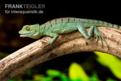 Stirnlappenbasilisk, Basiliscus Plumifrons -Geschäft Für Heimtierbedarf Stirnlappenbasilisk Basiliscus plumifrons 3