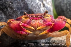 Lila Süßwasserkrabbe, Globithelphusa "indian Lilac" 15 Lila Süßwasserkrabbe, Globithelphusa "indian Lilac" -Geschäft Für Heimtierbedarf Suesswasserkrabbe Globithelphusa indian lilac n3