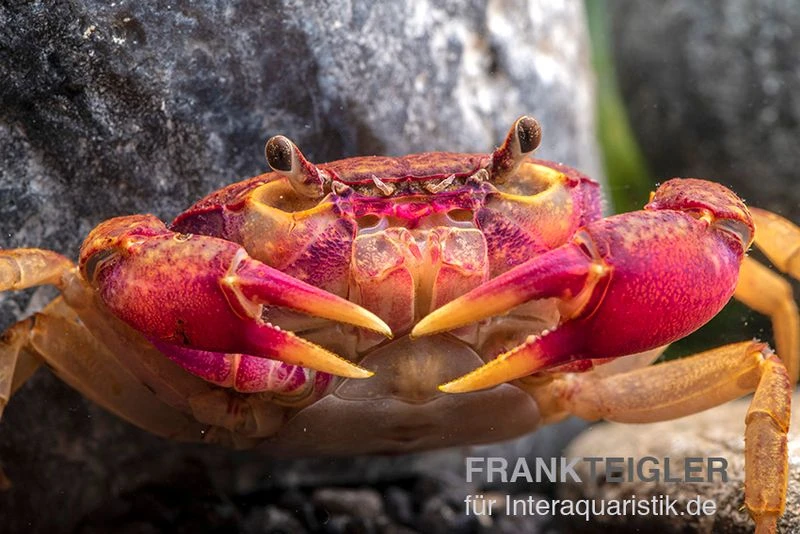 Lila Süßwasserkrabbe, Globithelphusa "indian Lilac" 6 Lila Süßwasserkrabbe, Globithelphusa "indian Lilac" – Bild 6