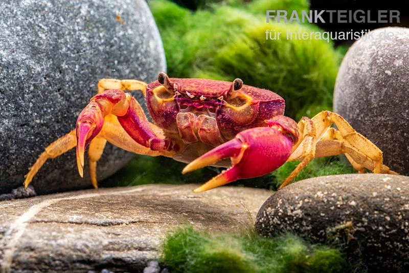 Lila Süßwasserkrabbe, Globithelphusa "indian Lilac" 3 Lila Süßwasserkrabbe, Globithelphusa "indian Lilac" – Bild 3