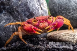 Lila Süßwasserkrabbe, Globithelphusa "indian Lilac" 14 Lila Süßwasserkrabbe, Globithelphusa "indian Lilac" -Geschäft Für Heimtierbedarf Suesswasserkrabbe Globithelphusa indian lilac n5