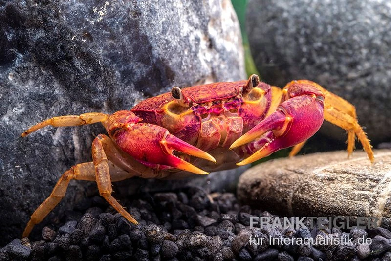 Lila Süßwasserkrabbe, Globithelphusa "indian Lilac" 5 Lila Süßwasserkrabbe, Globithelphusa "indian Lilac" – Bild 5
