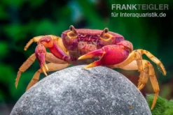 Lila Süßwasserkrabbe, Globithelphusa "indian Lilac" 16 Lila Süßwasserkrabbe, Globithelphusa "indian Lilac" -Geschäft Für Heimtierbedarf Suesswasserkrabbe Globithelphusa indian lilac n6