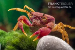 Lila Süßwasserkrabbe, Globithelphusa "indian Lilac" 13 Lila Süßwasserkrabbe, Globithelphusa "indian Lilac" -Geschäft Für Heimtierbedarf Suesswasserkrabbe Globithelphusa indian lilac n7