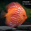 Diskusfisch ASIA-NZ, Symphysodon Discus Red Stone (Fire Stone)