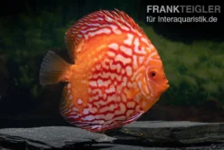 Diskusfisch ASIA-NZ, Symphysodon Discus Red Stone (Fire Stone)