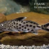 Vielpunkt-Kuckuckswels, Synodontis Multipunctatus