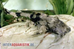 Teufelswels, Bagarius Bagarius