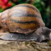 Tiger-Achatschnecke, Achatina Achatina