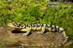 Tigersalamander, Ambystoma Tigrinum Tigrinum -Geschäft Für Heimtierbedarf Tigersalamander Ambystoma tigrinum tigrinum1