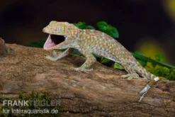 Tokeh, Gekko Gecko 5 Tokeh, Gekko Gecko -Geschäft Für Heimtierbedarf Tokeh Gekko gecko 3