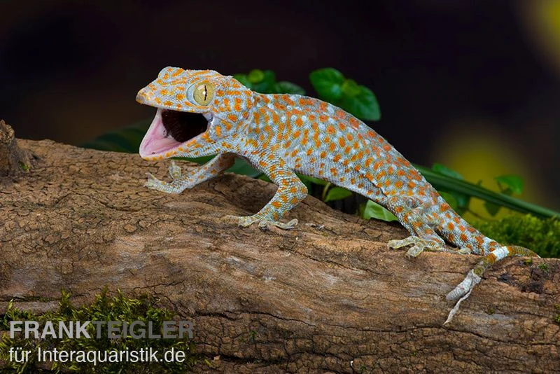 Tokeh, Gekko Gecko 3 Tokeh, Gekko Gecko – Bild 3