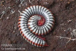 Regenbogentausendfüßer, Tonkinbolus Dollfusi -Geschäft Für Heimtierbedarf Tonkinbolus dollfusi 10