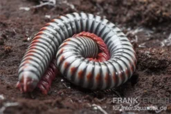Regenbogentausendfüßer, Tonkinbolus Dollfusi -Geschäft Für Heimtierbedarf Tonkinbolus dollfusi 11