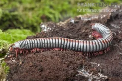 Regenbogentausendfüßer, Tonkinbolus Dollfusi -Geschäft Für Heimtierbedarf Tonkinbolus dollfusi 16