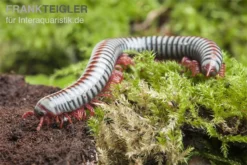 Regenbogentausendfüßer, Tonkinbolus Dollfusi -Geschäft Für Heimtierbedarf Tonkinbolus dollfusi 19