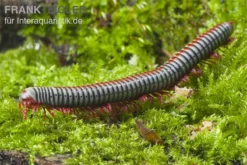 Regenbogentausendfüßer, Tonkinbolus Dollfusi -Geschäft Für Heimtierbedarf Tonkinbolus dollfusi 2