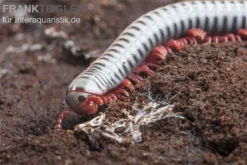 Regenbogentausendfüßer, Tonkinbolus Dollfusi -Geschäft Für Heimtierbedarf Tonkinbolus dollfusi 20