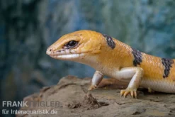 Tunesischer Nachtskink, Scincopus Fasciatus -Geschäft Für Heimtierbedarf Tunesischer Nachtskink Scincopus fasciatus 3