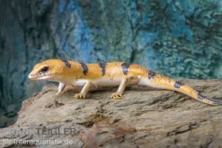 Tunesischer Nachtskink, Scincopus Fasciatus -Geschäft Für Heimtierbedarf Tunesischer Nachtskink Scincopus fasciatus 4