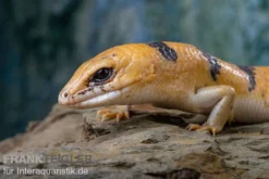 Tunesischer Nachtskink, Scincopus Fasciatus -Geschäft Für Heimtierbedarf Tunesischer Nachtskink Scincopus fasciatus 6