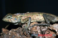 Waldgarteneidechse, Calotes Emma -Geschäft Für Heimtierbedarf Waldgarteneidechse Calotes emma2