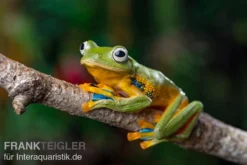 Wallace-Flugfrosch, Rhacophorus Nigropalmatus