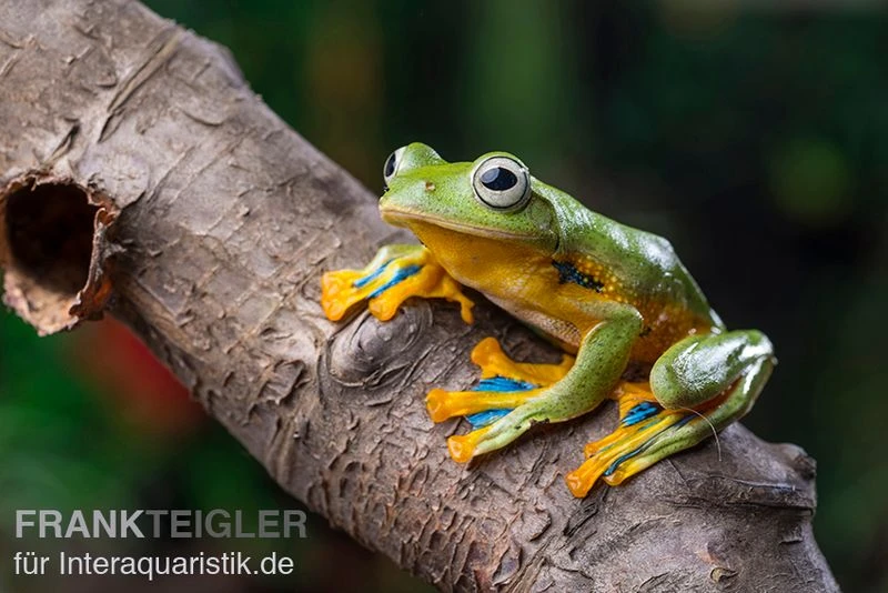 Wallace-Flugfrosch, Rhacophorus Nigropalmatus 2 Wallace-Flugfrosch, Rhacophorus Nigropalmatus – Bild 2
