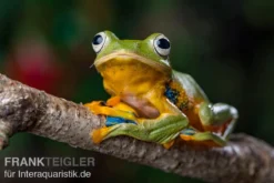 Wallace-Flugfrosch, Rhacophorus Nigropalmatus 7 Wallace-Flugfrosch, Rhacophorus Nigropalmatus -Geschäft Für Heimtierbedarf Wallace Flugfrosch Racophorus nigropalmatus 3