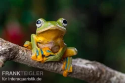 Wallace-Flugfrosch, Rhacophorus Nigropalmatus 8 Wallace-Flugfrosch, Rhacophorus Nigropalmatus -Geschäft Für Heimtierbedarf Wallace Flugfrosch Racophorus nigropalmatus 4