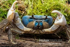 Weihnachtsinsel-Krabbe, Discoplax Celeste -Geschäft Für Heimtierbedarf Weihnachtsinsel Krabbe Discoplax celeste 3