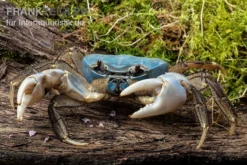 Weihnachtsinsel-Krabbe, Discoplax Celeste -Geschäft Für Heimtierbedarf Weihnachtsinsel Krabbe Discoplax celeste 4