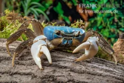 Weihnachtsinsel-Krabbe, Discoplax Celeste -Geschäft Für Heimtierbedarf Weihnachtsinsel Krabbe Discoplax celeste 5