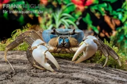 Weihnachtsinsel-Krabbe, Discoplax Celeste -Geschäft Für Heimtierbedarf Weihnachtsinsel Krabbe Discoplax celeste 6