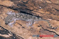 Weißpunktmauergecko, Tarentola Annularis