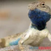 Wüstenagame, Agama Mutabilis