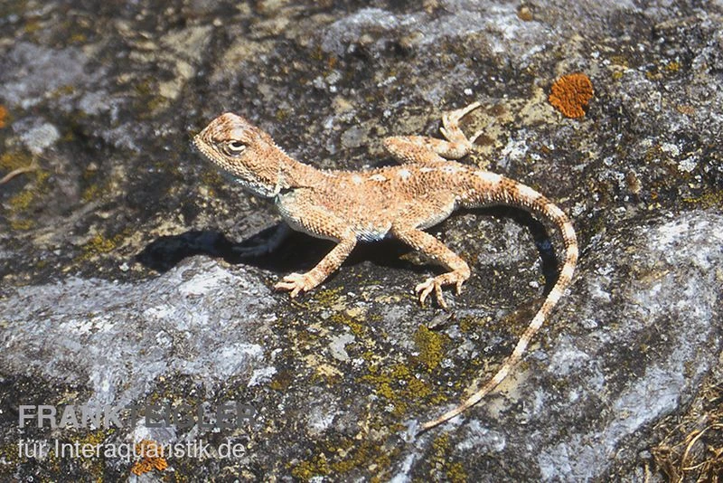 Wüstenagame, Agama Mutabilis 5 Wüstenagame, Agama Mutabilis – Bild 5