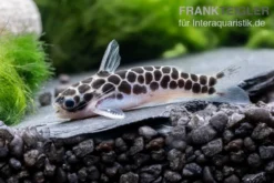 Zwergtrugdornwels, Centromochlus Perugiae