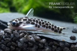 Geschäft Für Heimtierbedarf -Geschäft Für Heimtierbedarf Zwergtrugdornwels Centromochlus perugiae 2